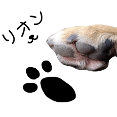 リオン(愛犬)4