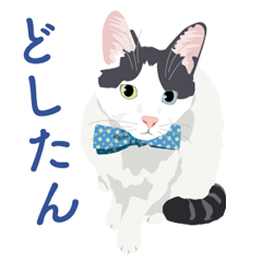 4文字の大阪弁で呟く猫