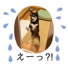 豆柴くろまるスタンプ32コ！