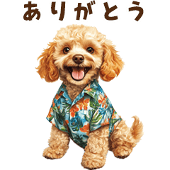 夏の日常！アロハ☆トイプードル