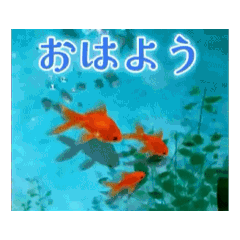 動く！夏の涼しい挨拶