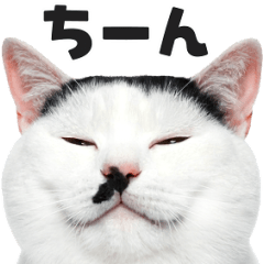 猫の顔がどーん！