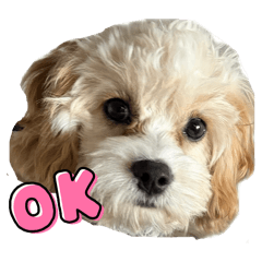 Taiwan Sweet Potato!