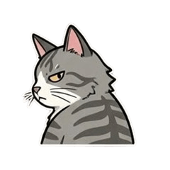 ツンデレちびメインクーン・FIFI