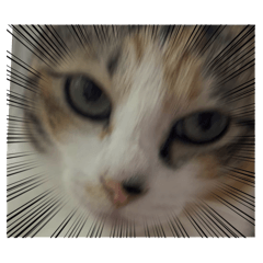 ねこねこちゃんの日常