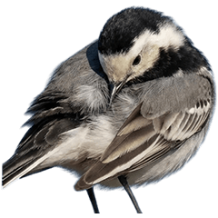 BIG! ハクセキレイ　実写