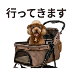 シニア犬　トイプードル