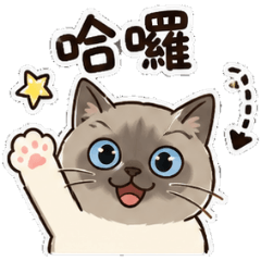 Lovely Puppy Cat