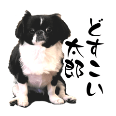 チワペキ界の異常個体〜BIGアロルディス〜