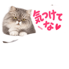 関西弁にゃんず！