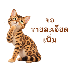 Dao Cat: Work Chats (Thai)