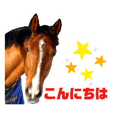 Lovely Horses of  Iwakuni