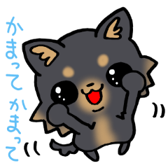 ちわわりーんっ