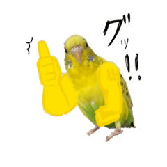 マッチョなインコの1日