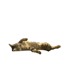 GuoCat_20250822100727