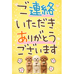 とびだす★トイプードル★長文