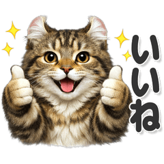 毎日使える！ アメリカンカール