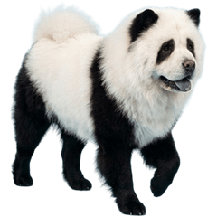 パンダ柄に毛染めされたチャウチャウ