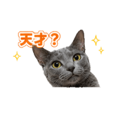 日常ロシアンブルーの猫スタンプ