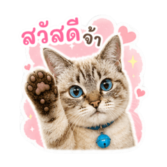 Minnie the Cutie Cat Vol.1