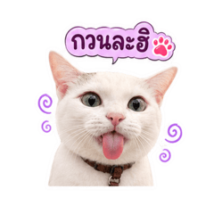 Thuangokpokpak V.1_20260831224711