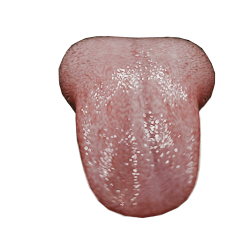 A Flexible Tongue