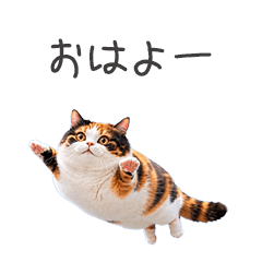 空飛ぶ風船猫