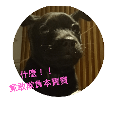 Cutest Taiwanese dog