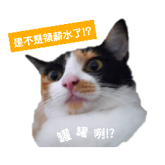 catman_20190420084652