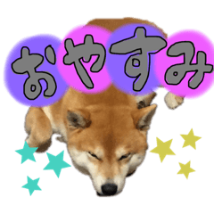 柴犬のスタンプ（こすけ）