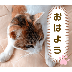 み〜ちゃんの基本の4つのあいさつ