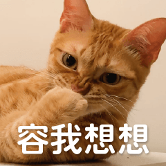 shubingcat daily- daily expressions 2