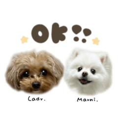 レディ.マルニちゃん2mix