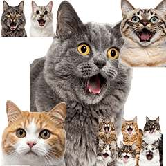 BIG! ねこ　顔だけ