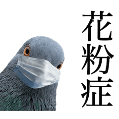 花粉症の鳩