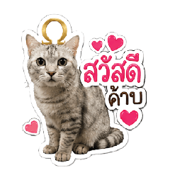 Jiewliew The cat