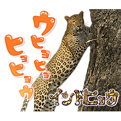 イッテQ！珍獣スタンプ ～インド編～