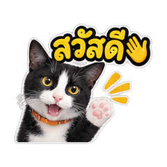Four Paws Daily
