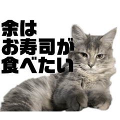 実写猫にゃんこ 【よちょぺ】写真スタンプ