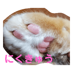 ねこ24