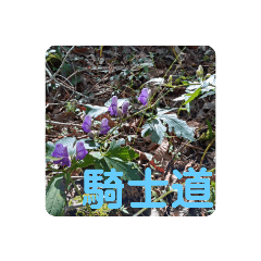 Monkshood