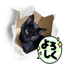 いろいろ黒ねこスタンプ