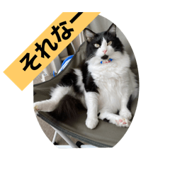 保護ねこ３匹スタンプ！