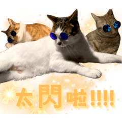 Three Cats&#39; Adventures: Real Edition