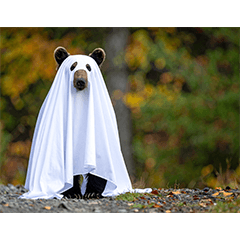 ヒグマのいる風景