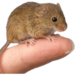 BIG! カヤネズミ　実写