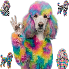 毛染めされたプードル