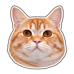Sribood: Cute Face, Cheeky Replies