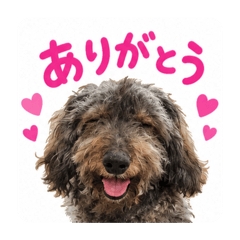 毎日使えるわんこ♡日常スタンプ