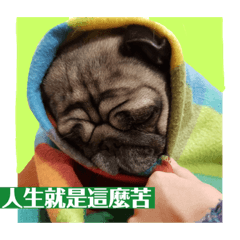 pug Mina